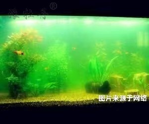 鱼缸可以用活性炭来净化吗? 鱼缸可以用活性炭来净化吗?